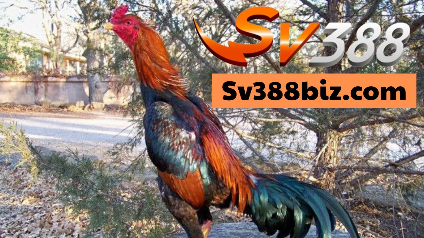 Đá gà sv388