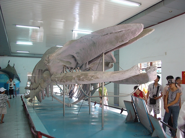 Bộ xương cá voi khổng lồ